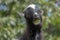 A close portrait of a Cameroon mini goat that chews a green apple,.