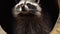 Close portrait of cute North American racoon in Primorsky Safari Park, Russia