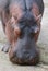 Close Portrait of Large Hippopotamus Eating