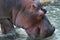 Close Portrait of Large Hippopotamus in the Water