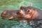 Close Portrait of Large Hippopotamus in the Water