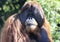 A Close Portrait of a Male Orangutan