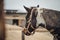 Close portrait of pinto mare horse in paddock