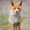 Close portrait of a Red Fox. Vulpes vulpes