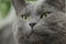 Close portrait of serious british shorthair cat