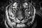 Close portrait of a tiger