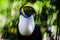 Close Portrait of toucan tucan big beak blurred background nature colorful Llano colombia
