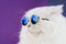 Close portrait of white furry cat in fashion sunglasses. Studio photo. Luxurious domestic kitty in glasses poses on