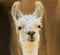 A Close Portrait of a White Llama