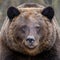 Close portrait wild big brown bear portrait in forest. Danger animal in nature habitat