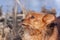 Close portrait of the Yorkshire Terrier.