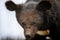 Close portrait of a young black bear walking on the ground,