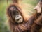 A Close Portrait of a Young Orangutan