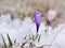 Close on pretty wild purple crocus