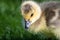 Close Profile of an Adorable Newborn Gosling
