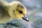 Close Profile of an Adorable Newborn Gosling