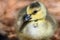 Close Profile of an Adorable Newborn Gosling