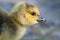 Close Profile of an Adorable Newborn Gosling