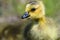 Close Profile of an Adorable Newborn Gosling