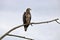 Close Profile Bald Eagle Yearling