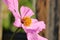 Close Profile Detail on Flower Head