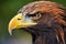 close profile of a golden eagles beak and sharp talons