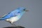Close Profile of a Male Mountain Bluebird
