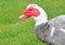 Close Profile Red-Faced Muscovy Duck