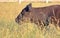 Close Profile of Red Poll Cow