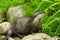 Close profile view of European otter nestling among rocks