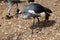 Close protrait of a Grey crowned crane in Kenya