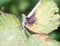 Close of red eyes ugly flesh fly on leaf Sarcophaga carnaria