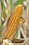 Close on ripe ear of maize