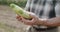 Close senior farmer's hands show two zucchini at camera in field