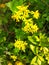 Close with several Delairea odorata, known by German Ivy or Cape Ivy, creeper of delicate yellow flowers.