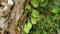 Close of several green ferns on a coconut tree trunk