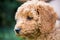 Close, shallow focus of the head of an adorable mini poodle puppy