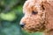 Close, shallow focus of the head of an adorable mini poodle puppy.
