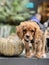 A close shot on an adorable yellowish cavoodle puppy dog