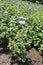 Close shot of Ageratum houstonianum