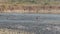 Close shot of alert male sambar deer or rusa unicolor with tail up walking in blue water of ramganga river at dhikala zone of jim