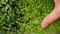 close shot of alfalfa microgreens, red cabbage. hand touches plant sprouts. home farm. Close up of arugula microgreen