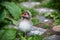 Close of shot of an Arctic Tern chick, on the Farne Islands, Northumberland, England.