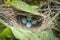 Close shot of Asian glossy starling eggs.