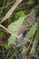 Close shot of Asian glossy starling eggs.