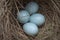 Close shot of Asian glossy starling eggs.