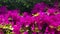 Close shot of azalea flowers blooming 60p