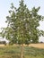 Close shot of banyan tree with green leaves