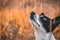 Close shot of a basenji dog in an atmospheric red field