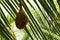 Close shot of Baya weaver bird nest hanging in palm tree